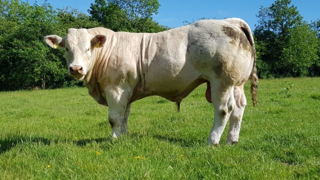Factors to consider before buying a new stock bull