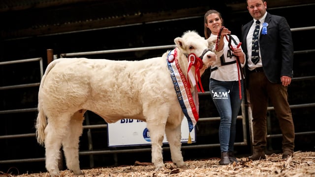 Gallery: Results from North Eastern Charolais Club calf show