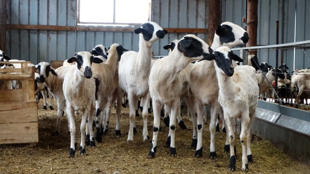 Focus: Good breeding in couple's sheep dairy flock in Greece
