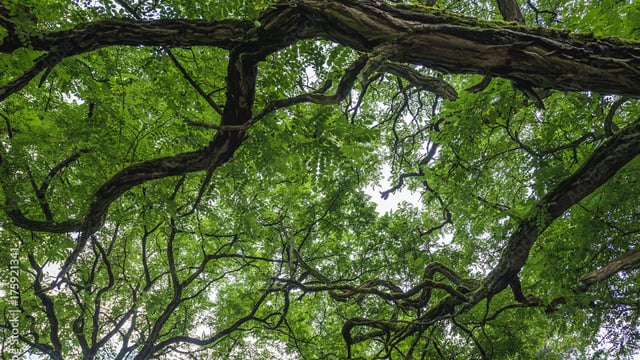 Next tranche open for up to €250,000 tree nursery funding