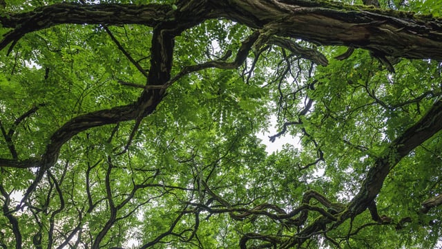 FAO to mark International Day of Forests this week