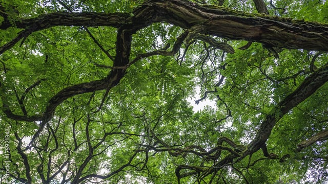 Criticism that ash dieback grant 'not covering it'
