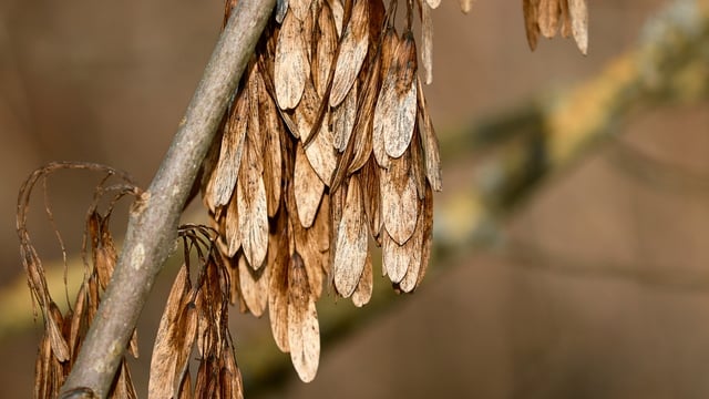 Ash dieback: How to qualify for the €5,000/ha payment