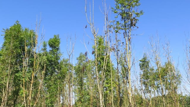 LTWO: Ash dieback taskforce 'faces an impossible task'