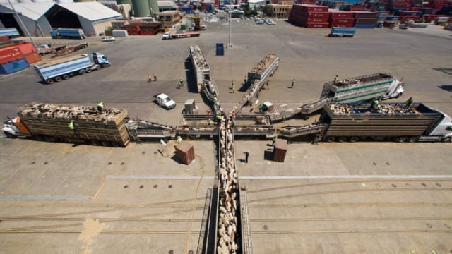 Australian live sheep exports by sea to be phased out by 2028