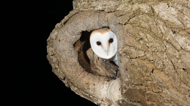 Over 200 events scheduled for National Biodiversity Week