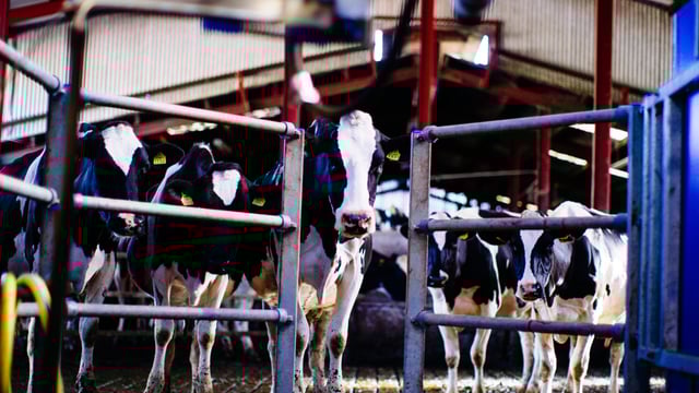 Pulling information from your milk recording this spring