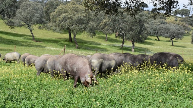Focus: Rearing free range Iberian pigs on acorns