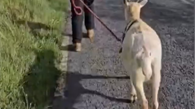 Watch: Goat used to help rescue sheep in Meath