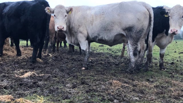 Irish factory price difference of near €1/kg for certain cows
