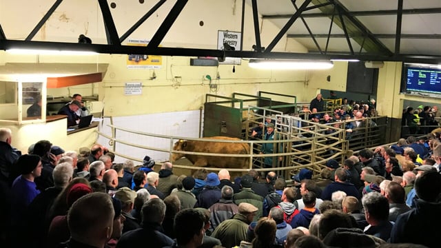 980kg dry cow sells for €3,620 at Balla Mart