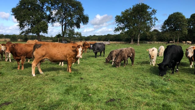 What weight should suckler replacement heifers be at mating?