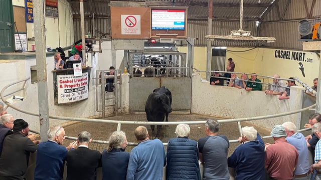 Mart report: General cattle sale at Cashel Mart