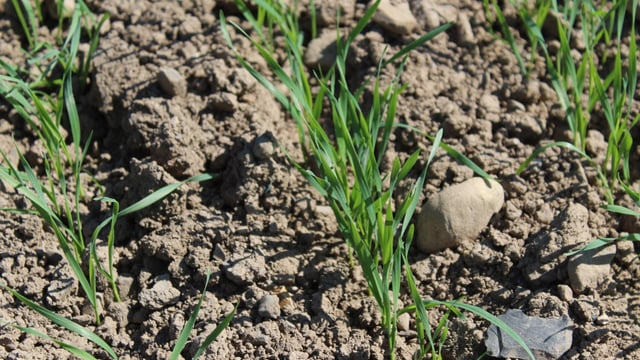 Tillage: Sowing of spring crops almost complete