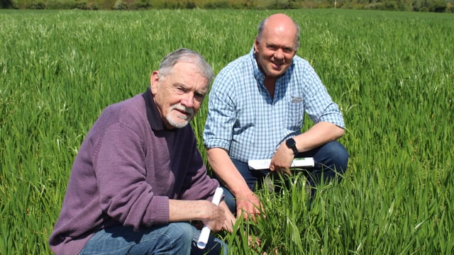 Tillage: Benefits of rolling spring barley and wheat crops