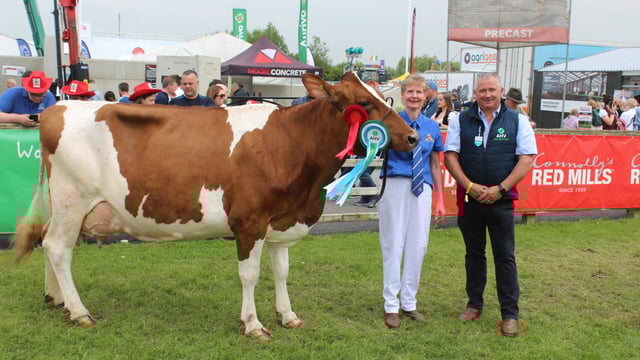 Coloured dairy breeds shine at Balmoral 2024