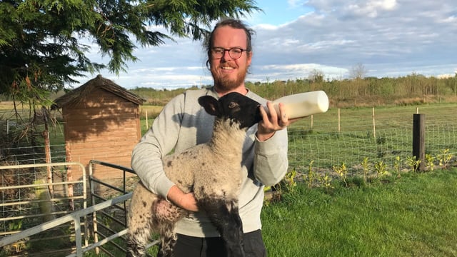 New book reflects on lessons learned from a sheep shed