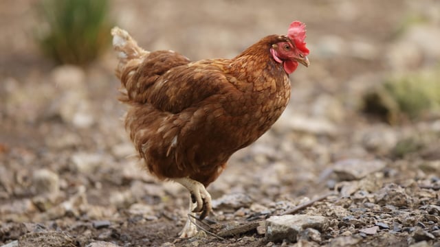 Domestic hens rescued as part of ISPCA operation