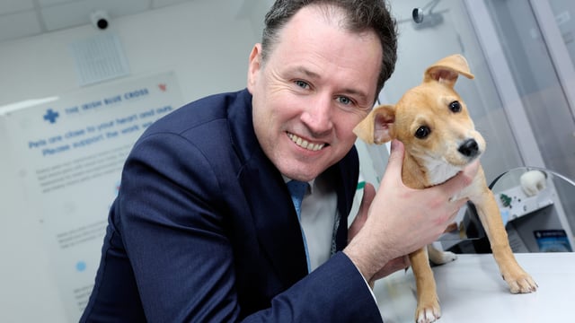Minister invites applications for animal welfare grants