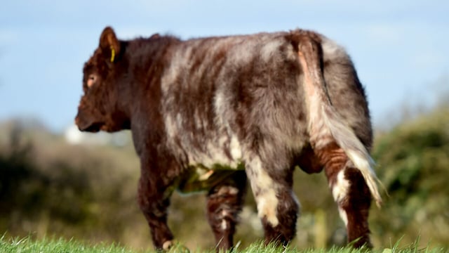 Beef Shorthorn Society rolls out sire reference scheme