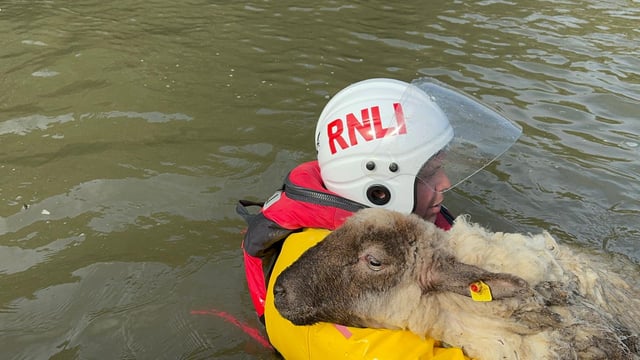 Lifeboat crew in Wexford rescues sheep trapped by rising tides