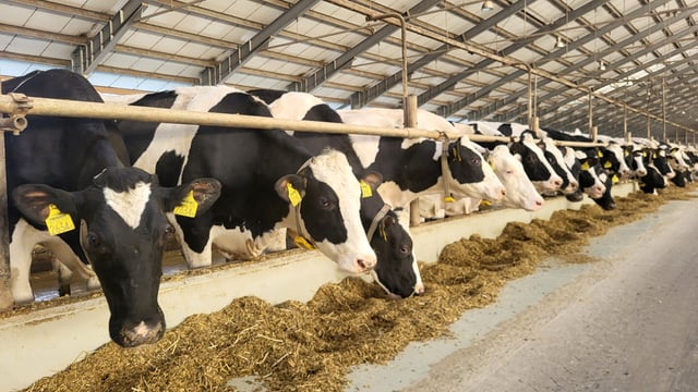 Dairy Focus: Making changes to futureproof Hungary farm