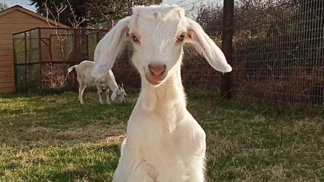 Cork couple strive to upgrade their microsanctuary facilities