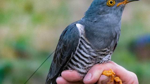 Tracked cuckoo touches down in Killarney after 9,000km journey