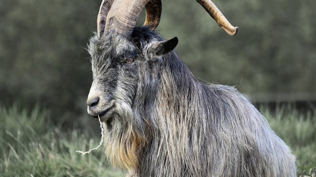 Calls for protection of Old Irish Goats as they continue to be hunted