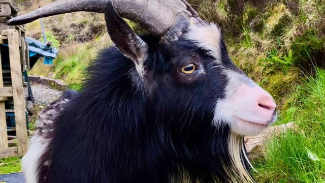 No kidding appeal for lost goat to be reunited with owners