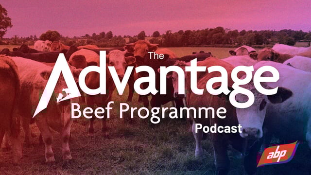 The Advantage Beef Programme podcast: Improving the sustainability of beef production
