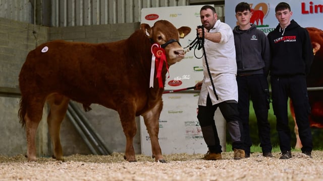 Roscrea Limousin sale sees top price go to Westmeath-bred bull