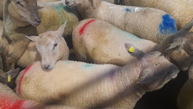 Bluetongue: Processors called on to stop livestock imports from NI