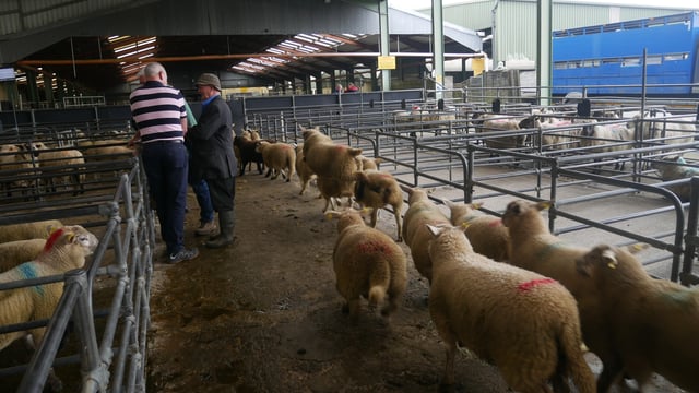 Sheep marts: How are lambs and cull ewes faring at the mart?