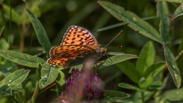 Biodiversity project increases rare butterfly numbers at wind farm