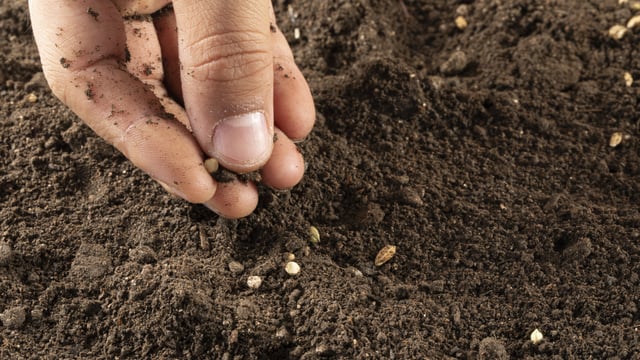 Irish Seed Savers among 139 groups calling for improved EU law