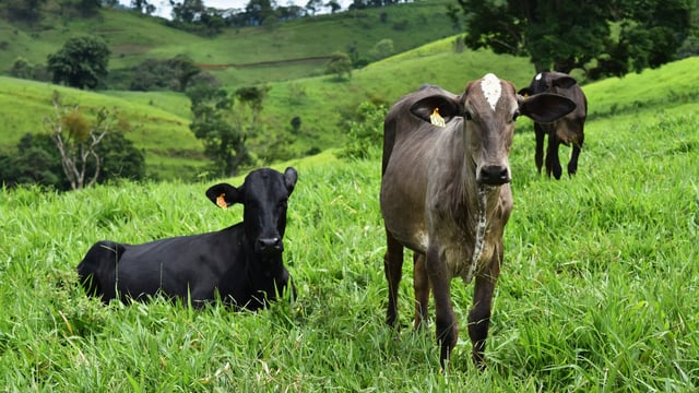 Beef exports from Brazil reach new monthly record