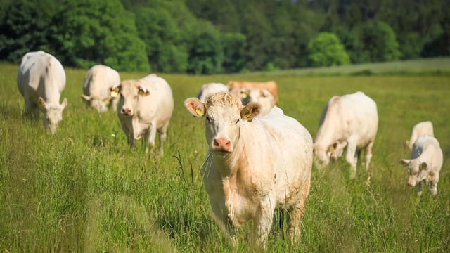 Men charged after 306 cattle worth $250k stolen in WA
