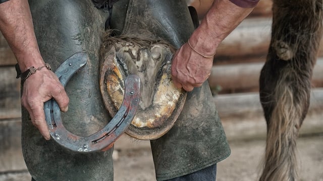 MP raises concerns over clash of farrier organisations