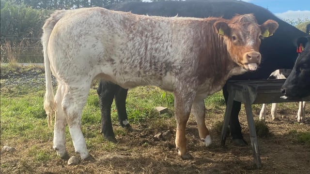 Shorthorn Society rolls out 2024 'Breed A Roan Scheme'