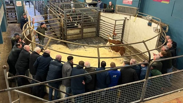 Castleisland Mart implements changes to streamline calf sales