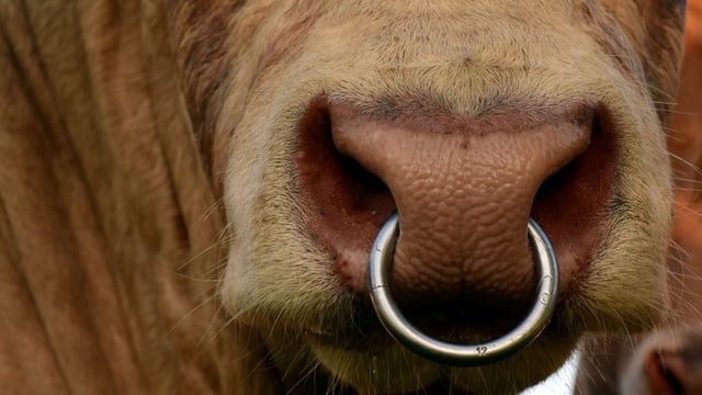 10 tips for checking your stock bull ahead of breeding