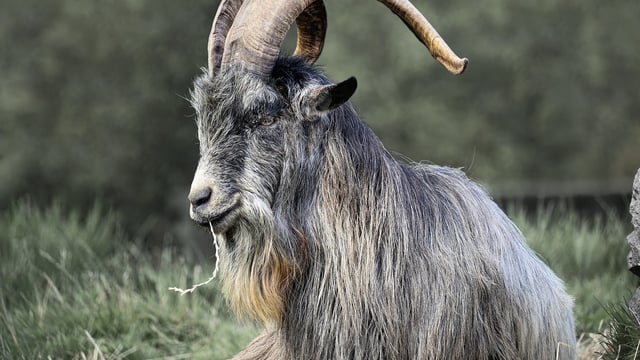 Not kidding around: Goats smarter than sheep and alpacas