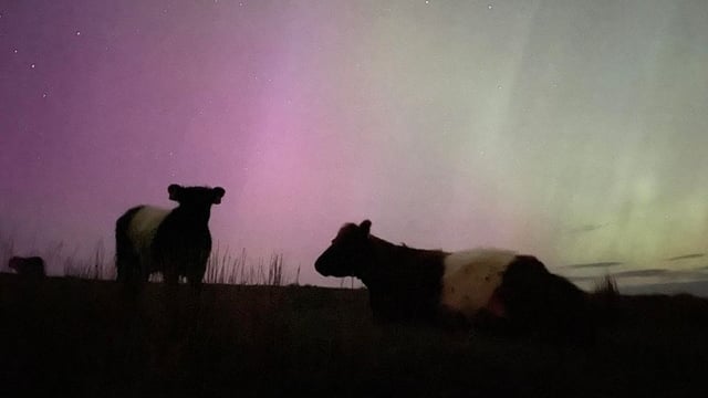 Gallery: Dazzling Northern Lights pictured across Irish farms