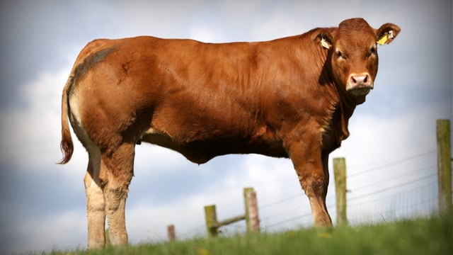 Bailey's Red Ladies Online Limousin Sale kicks off