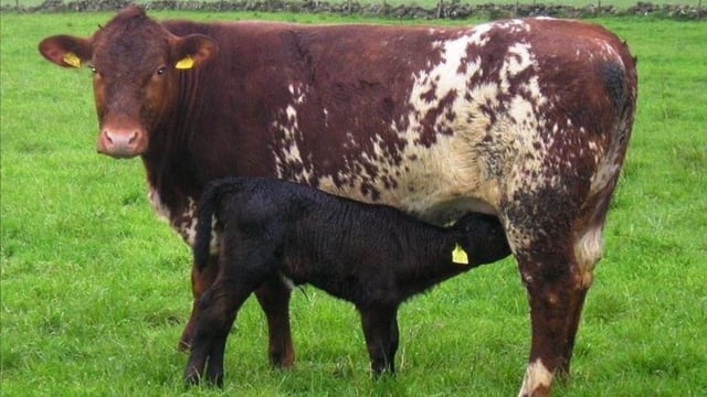 What was most popular sire breed for suckler/dairy cows last year?