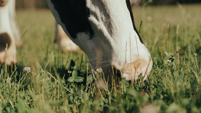 Domestic milk intake down 81m litres in April - CSO