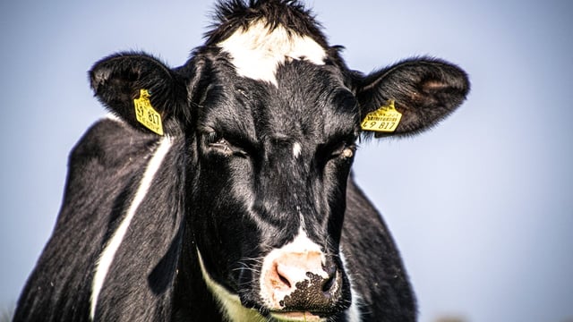 Rabobank: Recovery in global milk prices has 'cooled' slightly