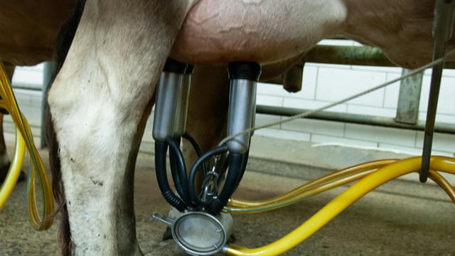 Rabobank: Ireland will 'easily increase milk production' in 2025