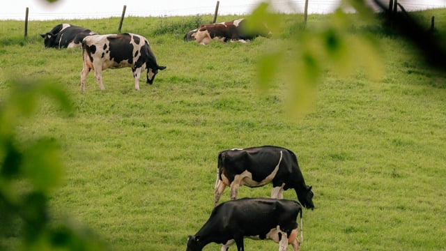 'Derogation underpins our grass-fed model of agriculture' - Mulvihill